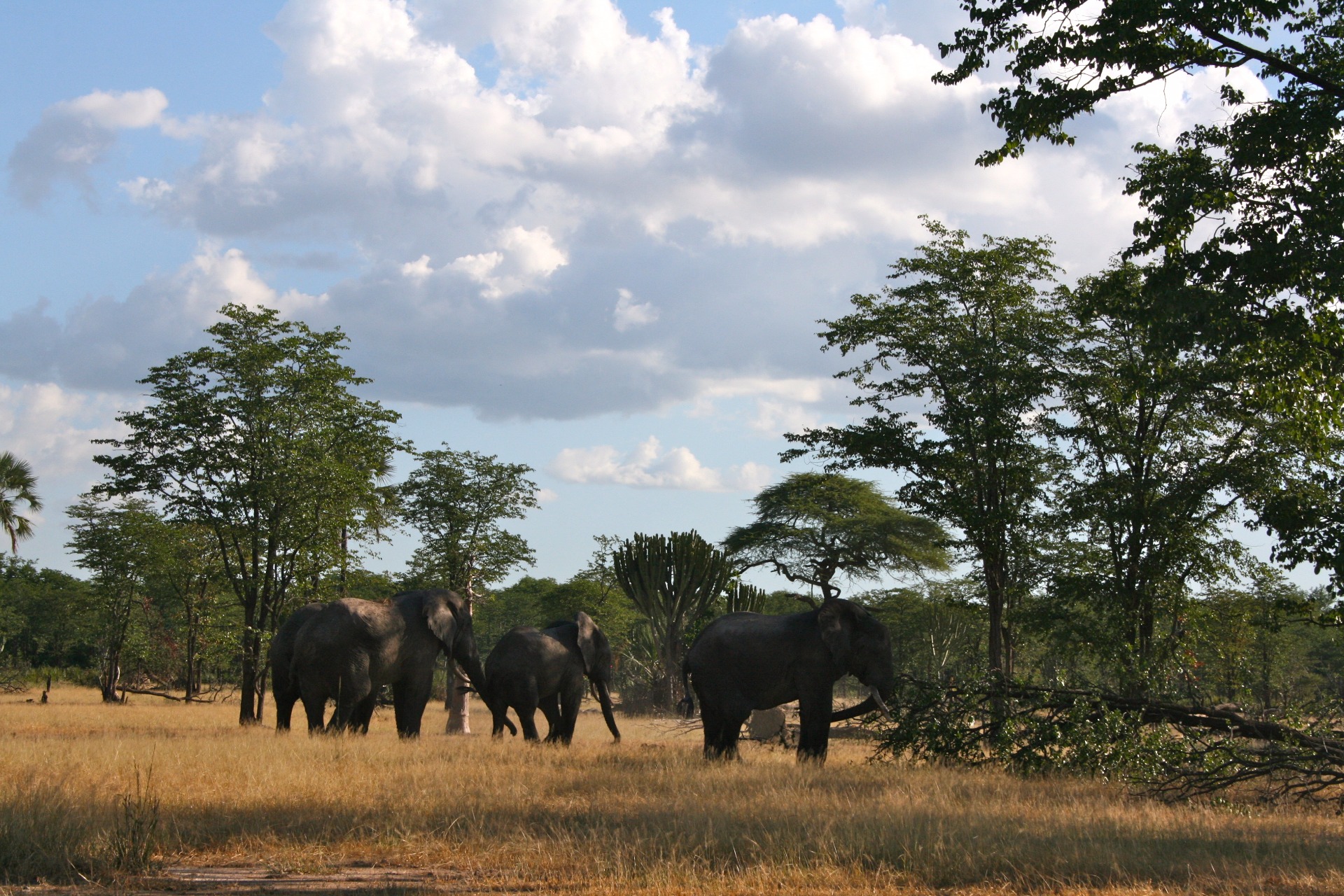 Parque Nacional Liwonde